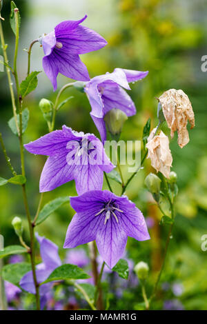 Peach-leaved Bellflower, Campanula persicifolia blåklocka (Stor) Banque D'Images