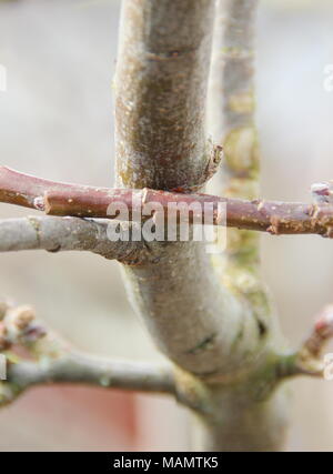 Malus. Le frottement des branches d'un pommier à maturité avant d'émondage, UK Banque D'Images