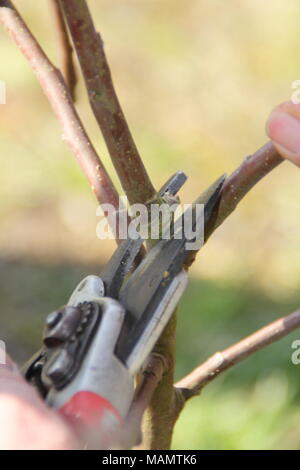 Malus de taille. Évaluation formative de l'élagage a deux ans de l'article apple tree avec des sécateurs pour créer un système de direction équilibrée, UK Banque D'Images