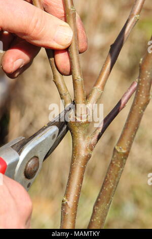 Malus de taille. Évaluation formative de l'élagage a deux ans de l'article apple tree avec des sécateurs pour créer un système de direction équilibrée, UK Banque D'Images