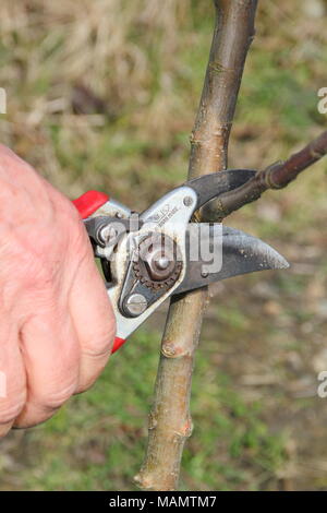 Malus de taille. Évaluation formative de l'élagage a deux ans de l'article apple tree avec des sécateurs pour créer un système de direction équilibrée, UK Banque D'Images