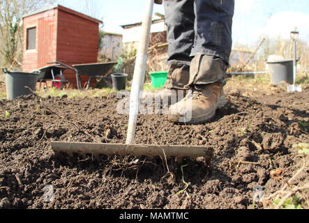 Chauffeur particulier à tête niveau utilise râteau pour briser le sol et retirer les mauvaises herbes dans un lit de légumes à l'avance de la plantation, au début du printemps, UK Banque D'Images