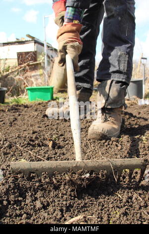 Chauffeur particulier à tête niveau utilise râteau pour briser le sol et retirer les mauvaises herbes dans un lit de légumes à l'avance de la plantation, au début du printemps, UK Banque D'Images