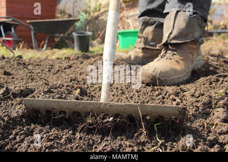 Chauffeur particulier à tête niveau utilise râteau pour briser le sol et retirer les mauvaises herbes dans un lit de légumes à l'avance de la plantation, au début du printemps, UK Banque D'Images