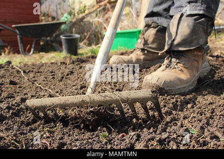 Chauffeur particulier à tête niveau utilise râteau pour briser le sol et retirer les mauvaises herbes dans un lit de légumes à l'avance de la plantation, au début du printemps, UK Banque D'Images