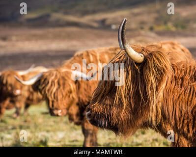 Highland le pâturage du bétail dans les champs et profiter du soleil du printemps dans les Highlands écossais Banque D'Images