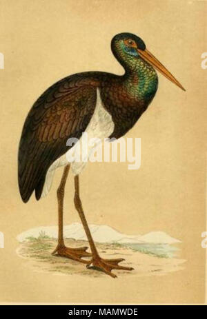 . La gravure à la main, d'une histoire d'oiseaux britanniques par le Rév. F. O. Morris. Londres : Groombridge, 1862 . 1862. Francis Orpen Morris (1810-1893)