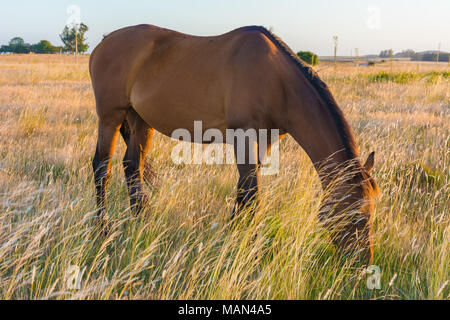Pâturage des chevaux dans un champ en Uruguay. Banque D'Images