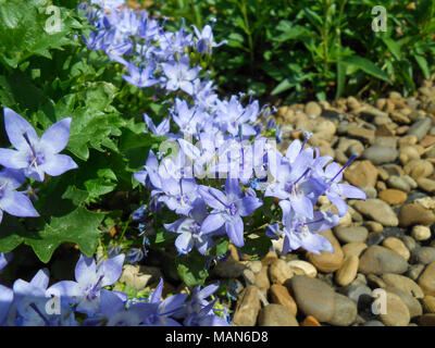 Petite campanula obtenir le mee ou les fleurs de pavillon Gardening encore la vie avec la lumière naturelle. Magnifique fond de printemps avec bouquet campanula. Campanula Banque D'Images