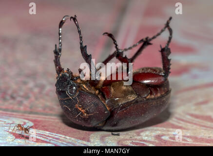Du scarabée rhinocéros femelle allongée sur le dos avec ses jambes en place. L'ant tenir à l'armure d'un bug, gisant sur le sol. Banque D'Images