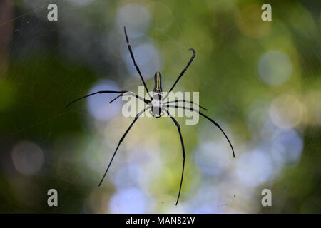 Golden Orb Spider, Sri Lanka Banque D'Images