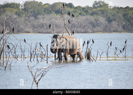 L'éléphant indien, le Parc National de Wilpattu, Sri Lanka Banque D'Images