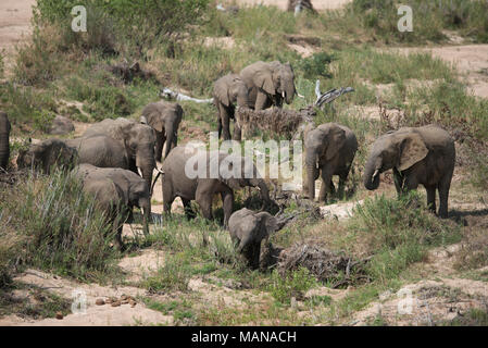 Élevage d'éléphants dans les roseaux d'alimentation dans une rivière à sec. Banque D'Images