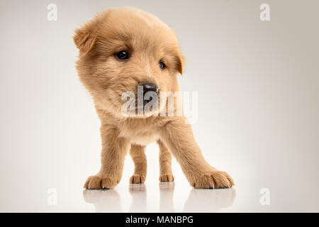 Fluffy Chow-chow puppy, isolé Banque D'Images