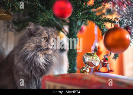 Adorable fluffy chat jouant avec les jouets sous l'arbre de Noël. Concept de saison. Banque D'Images