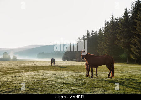 Le pâturage des chevaux sauvages l'herbe fraîche dans le domaine de montagne. Belle matinée avec mystic brouillard sur la montagne. La Bulgarie, de l'Europe. Banque D'Images