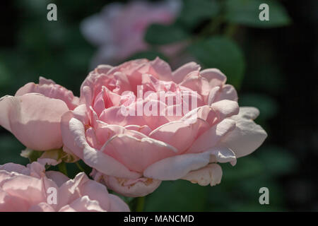 Eglantyne, 'Ausmak' English Rose, fransk ros (Rosa) Banque D'Images