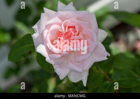 Eglantyne, 'Ausmak' English Rose, fransk ros (Rosa) Banque D'Images