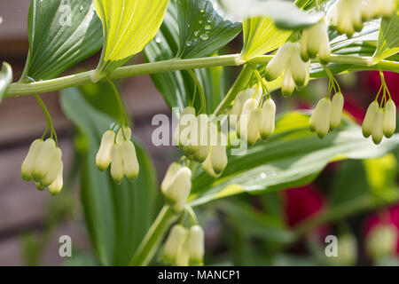 Le sceau de Salomon le jardin, Jätterams (Polygonatum hybridum) Banque D'Images