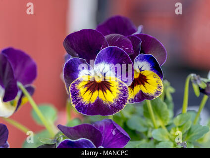 Pansy le jardin, Brokviol (Viola × wittrockiana) Banque D'Images