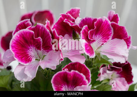 Géranium Regal, fransk pelargon (Pelargonium x domesticum) Banque D'Images