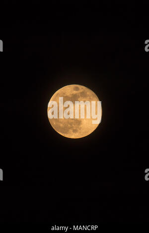 Blue Moon Rising le 31 mars 2018, photo, dimensions de l'image orientée Portrait avec lune isolé sur fond noir avec du texte ou copiez l'espace. Banque D'Images