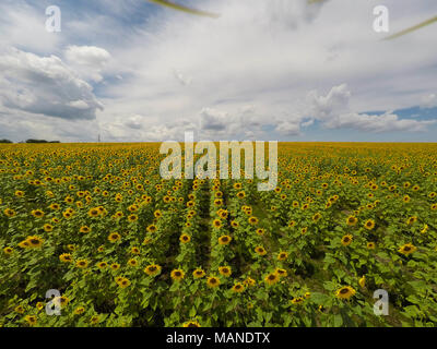 Drone aérien voir des tournesols champ agricole dans la campagne Banque D'Images