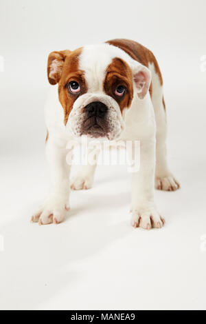 Studio Shot of British Bulldog Puppy debout sur fond blanc Banque D'Images