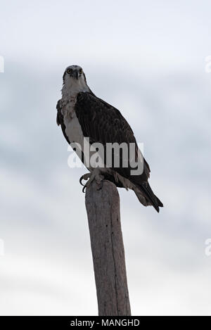 Balbuzard pêcheur (Pandion haliaetus) assis sur un poteau en bois sur la côte des Caraïbes du Mexique Banque D'Images