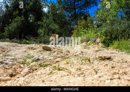 Nature et paysage autour de Jérusalem en Israël du paysage et de la nature à la Vallée Blanche près de Jérusalem, une partie de la randonnée nationale israélienne Banque D'Images