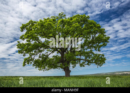 Bel arbre vert dans le blé flied Banque D'Images