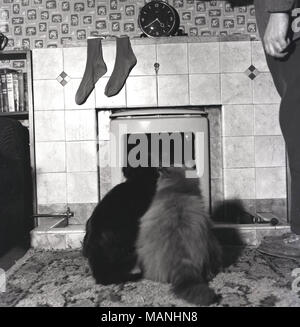 Années 1960, historiques, deux chats dans un salon d'une maison assise à côté de l'autre sur un tapis miteux devant, regardant et fasciné par, un vrai feu, England, UK. Une paire de chaussettes hommes, plane au-dessus de la cheminée le séchage des tuiles. Banque D'Images