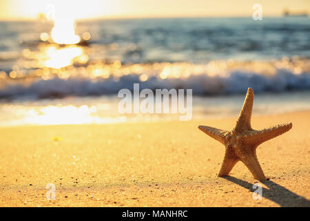 Étoile de mer sur la plage au lever du soleil Banque D'Images