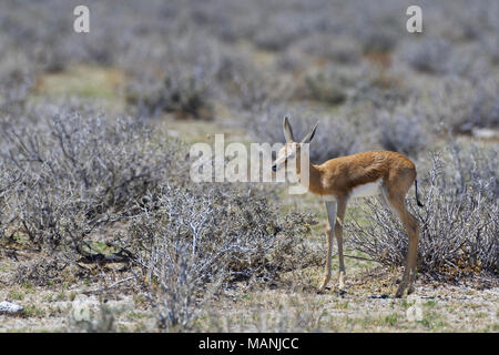 Le springbok (Antidorcas marsupialis jeunes) Comité permanent sur les prairies arides, immobile, Etosha National Park, Namibie, Afrique Banque D'Images