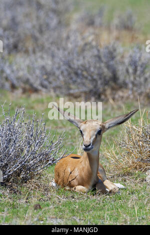 Le springbok (Antidorcas marsupialis jeunes) couché dans l'herbe sèche, alerte, Etosha National Park, Namibie, Afrique Banque D'Images