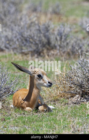 Le springbok (Antidorcas marsupialis jeunes) couché dans l'herbe sèche, alerte, Etosha National Park, Namibie, Afrique Banque D'Images