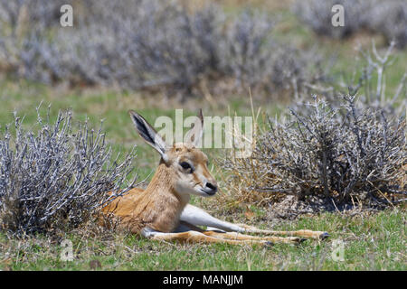 Le springbok (Antidorcas marsupialis jeunes) couché dans l'herbe sèche, alerte, Etosha National Park, Namibie, Afrique Banque D'Images