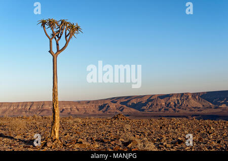 Les jeunes arbres carquois ou kokerboom (Aloe dichotoma) à Fish River Canyon au lever du soleil, Ai-Ais Richtersveld Transfrontier Park, région Karas, Namibie, Afrique Banque D'Images