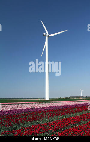 Moulin à vent hollandais en champ de tulipes, la Hollande, les Pays-Bas Banque D'Images