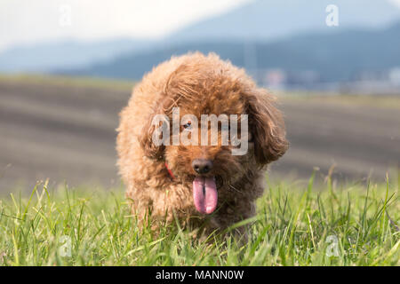 Caniche chocolat dans un parc, regardant droit dans la caméra et marcher dans l'herbe penché vers le bas comme si furtivement vers le haut sur quelqu'un Banque D'Images