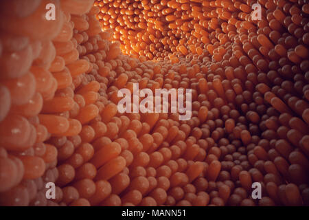 3D illustration close-up Intestinal villi. Intestine lining. Microscopic villi and capillary. Human intestine. Concept of a healthy or diseased intestine. Banque D'Images