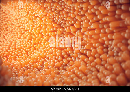 3D illustration close-up villosités intestinales. Doublure de l'intestin. Les villosités microscopiques et capillaire. Les droits de l'intestin. Concept d'un intestin sain ou malade. Banque D'Images