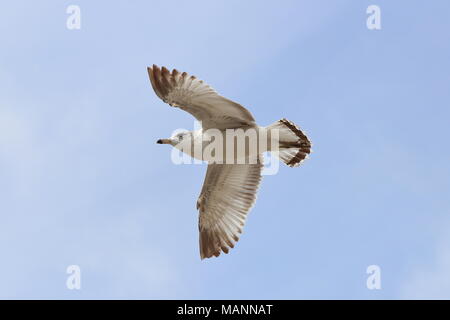 Mouette en vol contre ciel. Banque D'Images