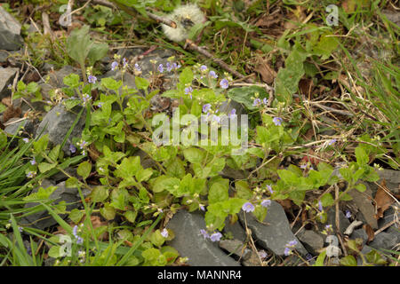 Véronique, Veronica officinalis Heath Banque D'Images