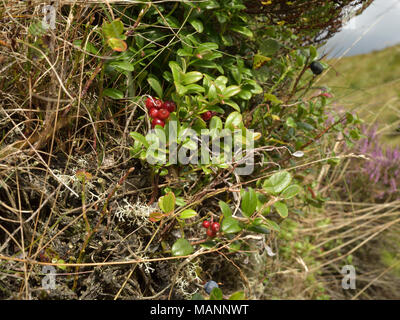 Airelle rouge, Vaccinium vitis-idaea Banque D'Images