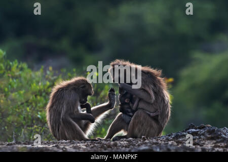 Les babouins gélada (Theropithecus Gelada), Debre Libanos, Ethiopie Banque D'Images