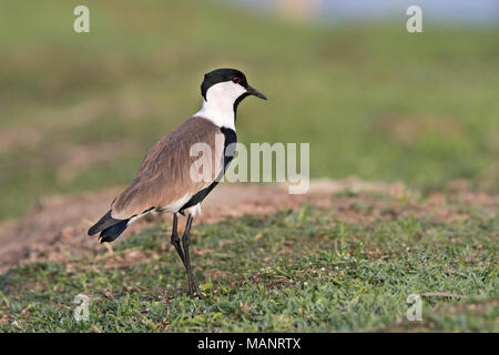 (Vanellus spinosus), lac Zway, Ethiopie Banque D'Images