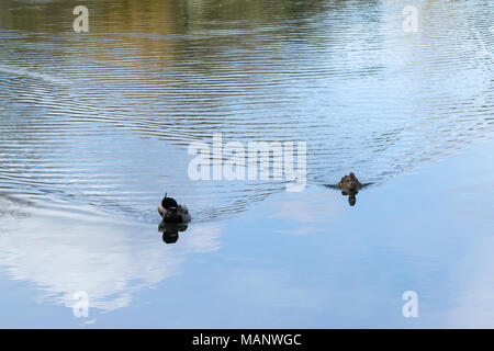 Paire de canards nager vers photographe montrant service dans l'eau Banque D'Images