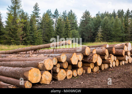 Les piles de journaux le long de la route forestière Banque D'Images