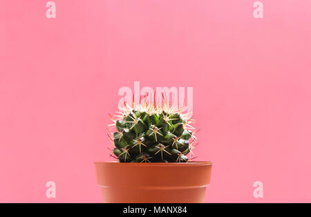 Cactus vert en pot sur fond de couleur pastel rose. Concept minimal. Mise à plat. Vue d'en haut. Banque D'Images